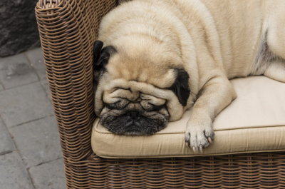 sleepingpug-sk.JPG