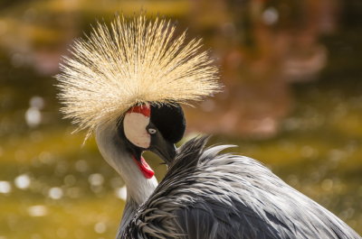 crownedcrane2-sk.JPG