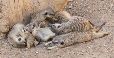 palmitosmeerkats1-sk.JPG