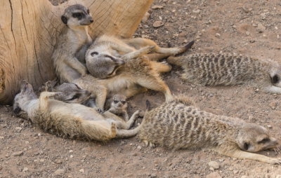 palmitosmeerkats3-sk.JPG