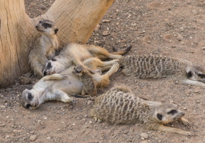 palmitosmeerkats4-sk.JPG