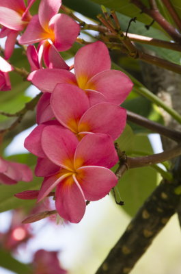 pinkfrangipani2-sk.JPG