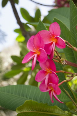 pinkfrangipani3-sk.JPG