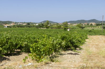 zakynthos-vineyard1-sk.JPG