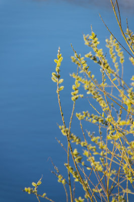 pussywillow1-sk.jpg