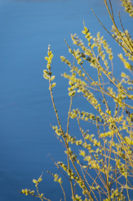 pussywillow2-sk.jpg