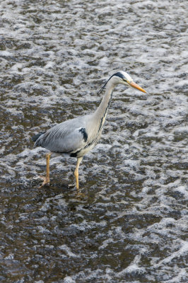 waterleithheron2-sk.jpg