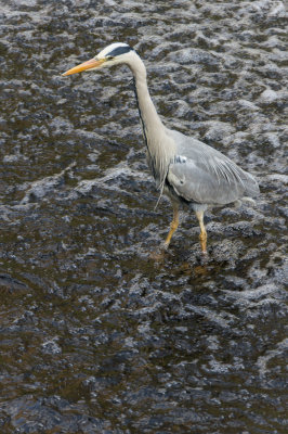 waterleithheron3-sk.jpg