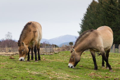 przwalskihorseshwp1-sk.jpg