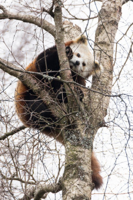 redpandahwp1-sk.jpg