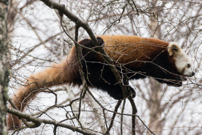 redpandahwp2-sk.jpg