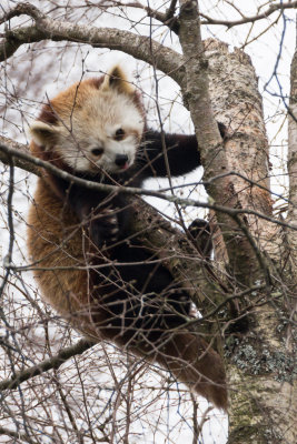 redpandahwp3-sk.jpg