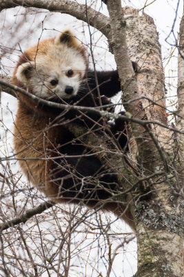 redpandahwp4-sk.jpg