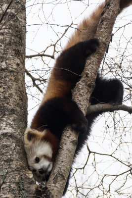 redpandahwp5-sk.jpg