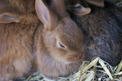 bunnies2-sk.jpg