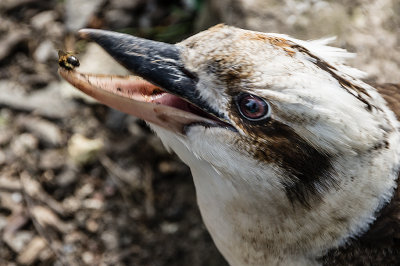 kookaburra-wasp.jpg