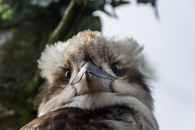 kookaburramay2-sk-web.jpg