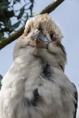 kookaburramay3-sk-web.jpg