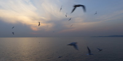 boatgulls1-sk.JPG