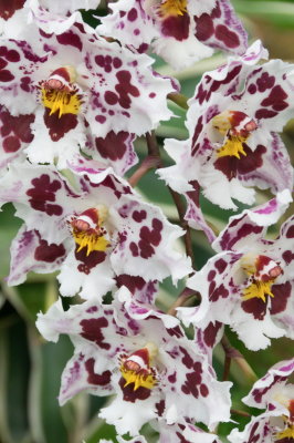 oncidium-hybrids-sk.JPG