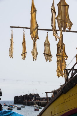 saltfishcamarabelobos5-sk.JPG