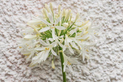 whiteagapanthus-sk.JPG