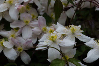 clematis-montana1.jpg