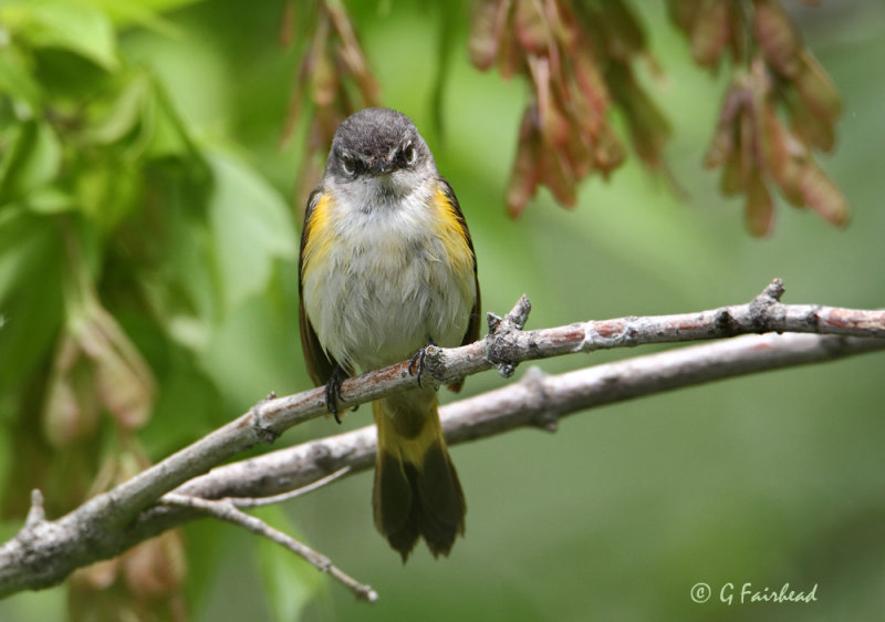 American Redstart Female