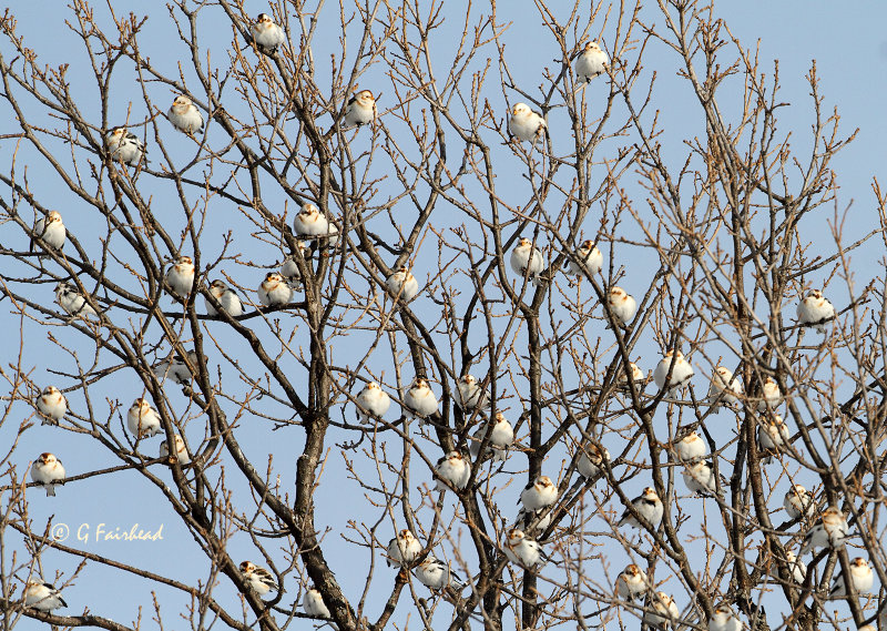 Bunting-Tree