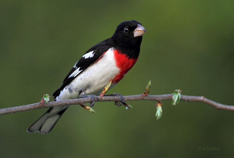 Mr. Rose Breasted Grosbeak