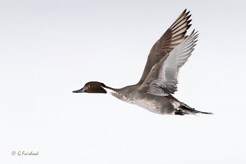 Winter Pintail