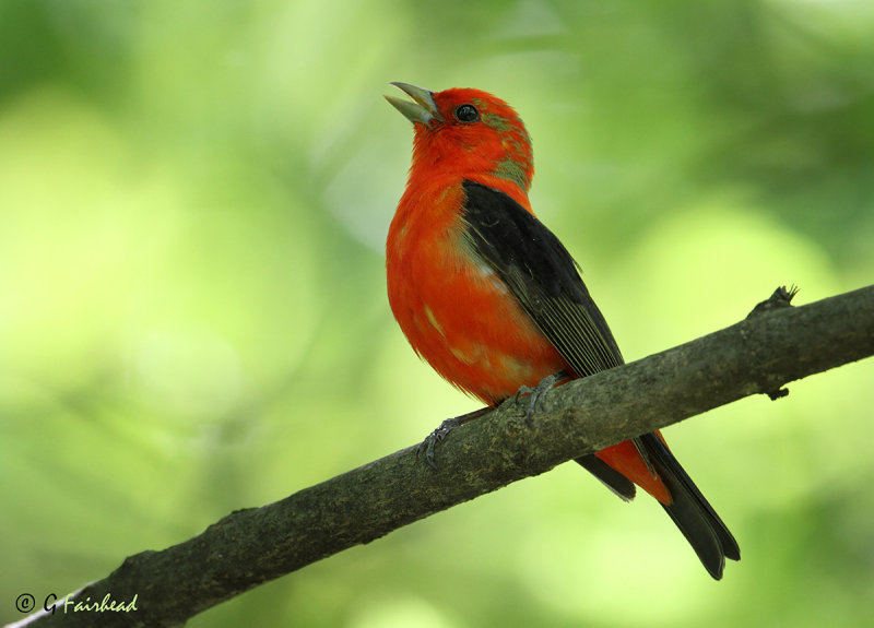 Scarlet Tanager