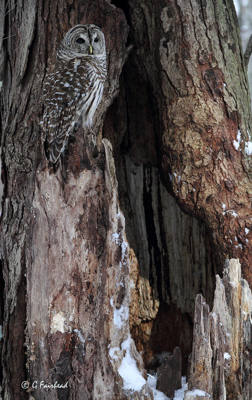 Barred Owl