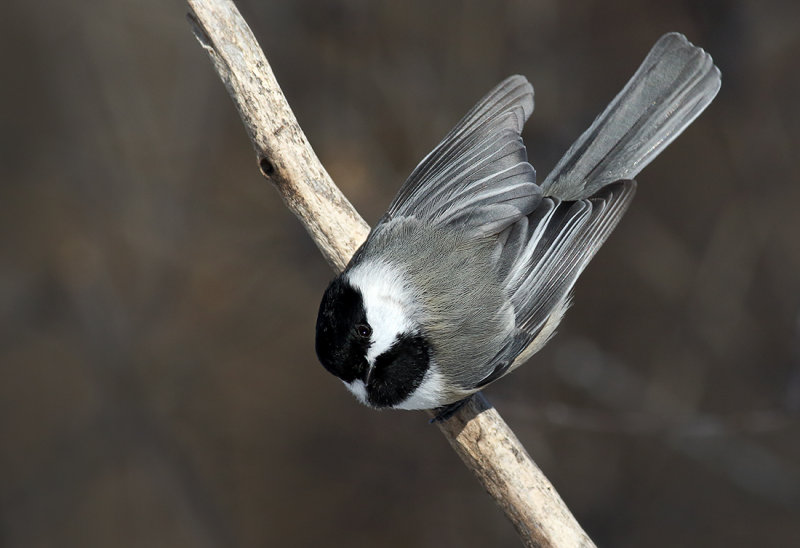 Look At Me Chickadee 