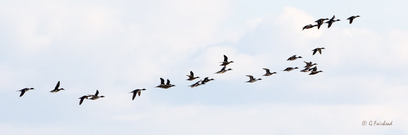 Northern Pintails