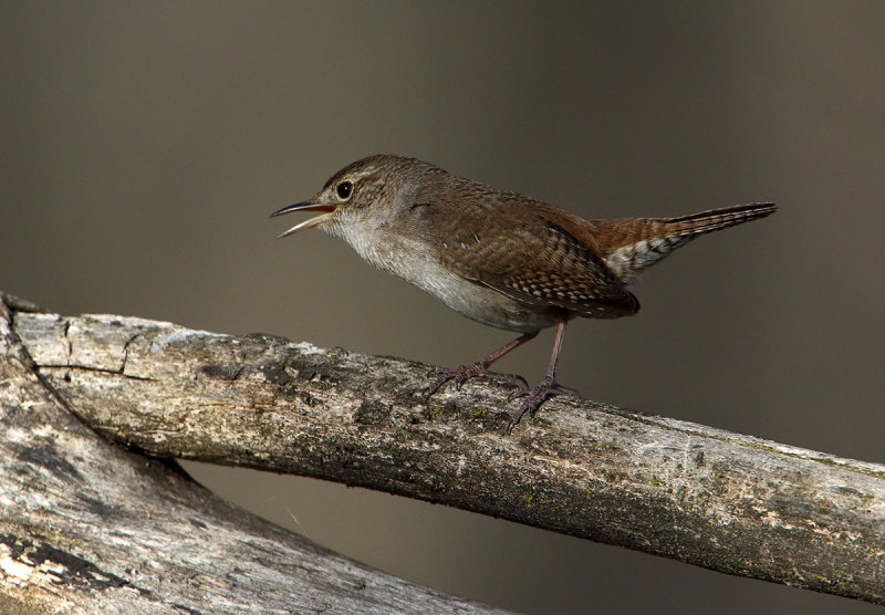 House Wren