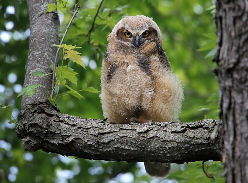 Owlet #1