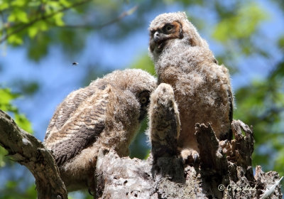 Two Owlets And A Fly