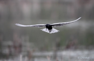 Black Tern In Hover Mode