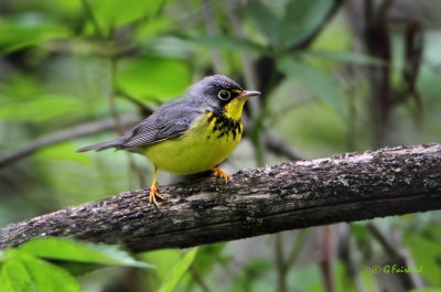 Canada Warbler