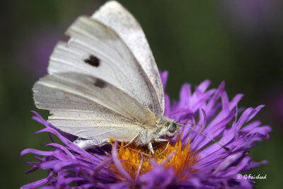 Cabbage White On Aster