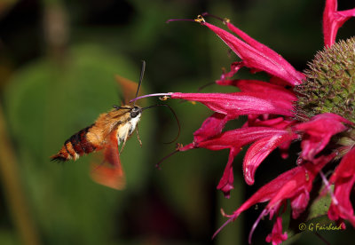 Humingbird Moth II