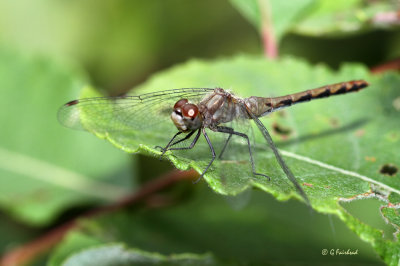 White Faced Meadowhawk Female