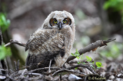 Great Horned Owlet