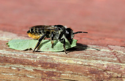 Leaf Cutter Bee