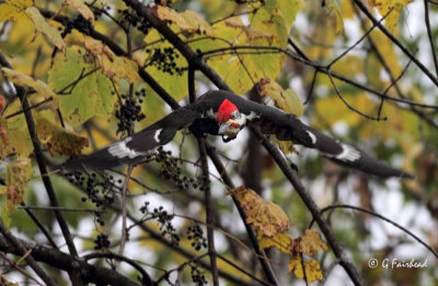 Pileated Incoming