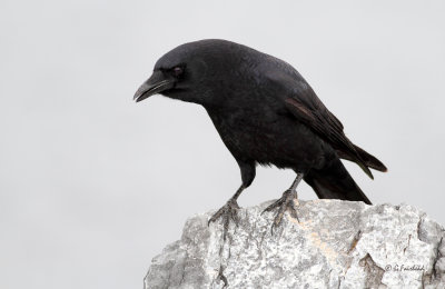 Stone Crow