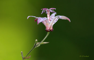 Toad Lily At 700 MM