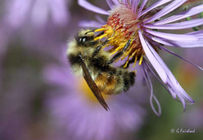 Tri Coloured Bee