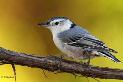 Nuthatch At 700mm/ Full Frame